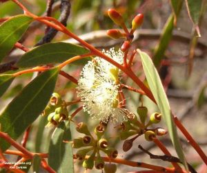 Eucalyptus oleosa
