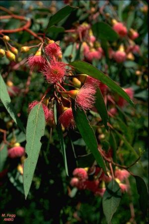 Eucalyptus leucoxylon ssp. petiolaris 'rosea'
