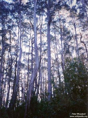 Eucalyptus badjensis