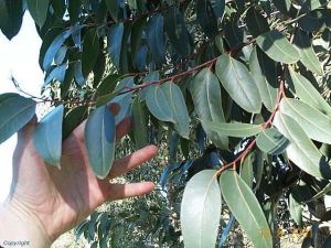 Eucalyptus blaxlandii