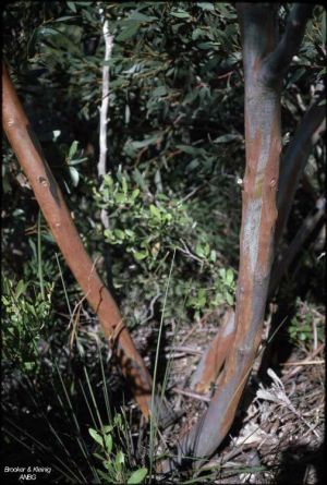 Eucalyptus burdettiana