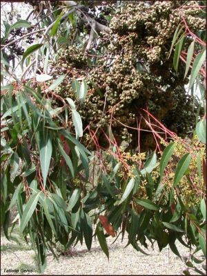 Eucalyptus cloeziana