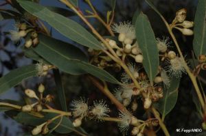 Eucalyptus cooperiana