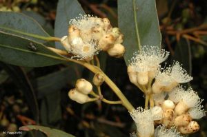 Eucalyptus cooperiana