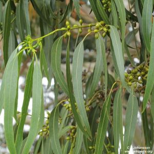 Eucalyptus dalrympleana ssp. heptantha