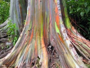 50 Regenbogen Eukalyptus Samen  gratis deglupta Mindanao Gummi NEU~ 
