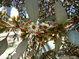 Eucalyptus dumosa
