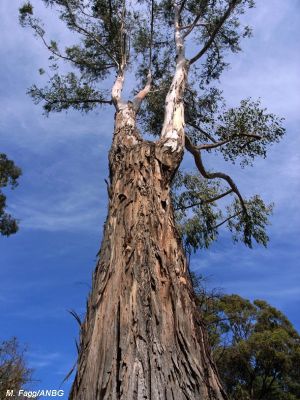 Eucalyptus dunnii