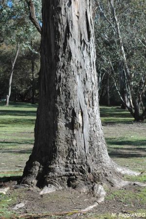 Eucalyptus dunnii