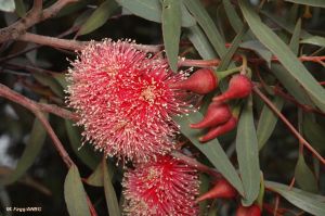 Eucalyptus erythronema var. erythronema