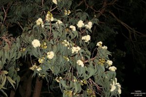 Eucalyptus eximia (pure seeds)