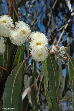 Eucalyptus globulus ssp. bicostata