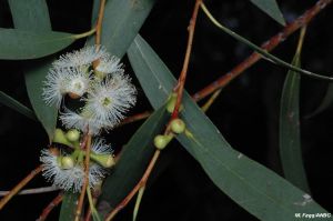 Eucalyptus gregsoniana (reine Samen)