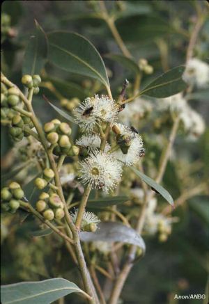 Eucalyptus kitsoniana