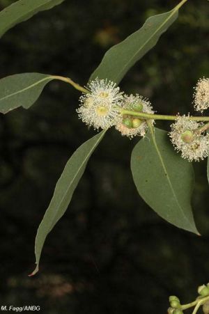 Eucalyptus kitsoniana