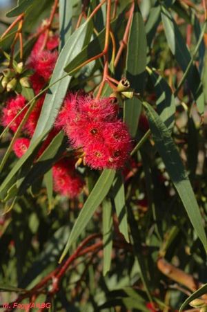 Eucalyptus lansdowneana ssp. lansdowneana