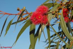 Eucalyptus lansdowneana ssp. lansdowneana