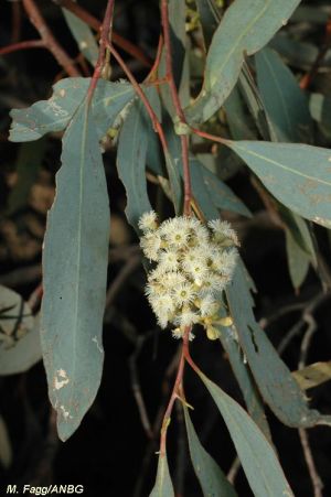 Eucalyptus largiflorens