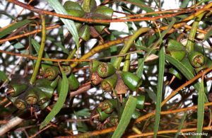 Eucalyptus lehmannii ssp. parallela