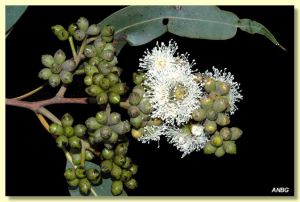 Eucalyptus leichhardtii