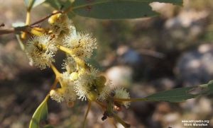 Eucalyptus leucophloia