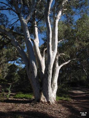 Eucalyptus mannifera