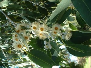 Eucalyptus morrisbyi
