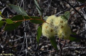 Eucalyptus oxymitra