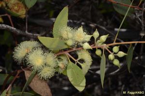 Eucalyptus oxymitra