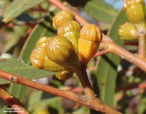 Eucalyptus pileata