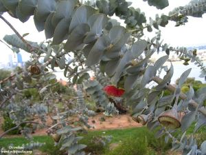 Eucalyptus rhodantha