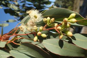Eucalyptus sheathiana