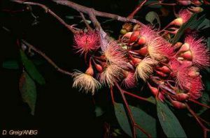 Eucalyptus sideroxylon 'Fawcett's Pink'