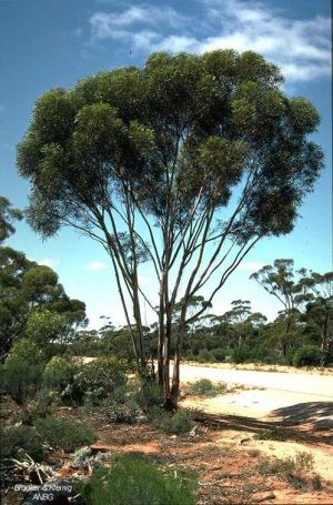 Eucalyptus spreta
