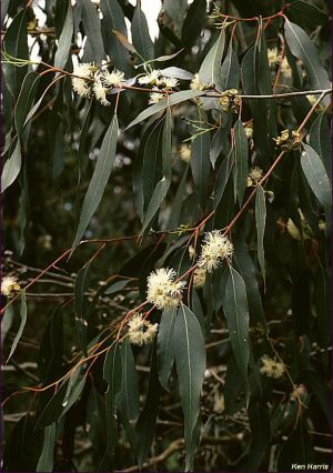 Eucalyptus strzeleckii