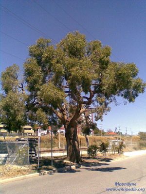 Eucalyptus todtiana