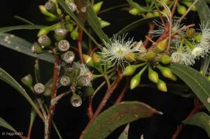 Eucalyptus viridis