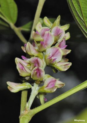 Flemingia macrophylla