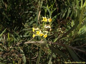 Freylinia lanceolata