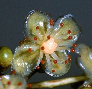 Garcinia macrophylla*