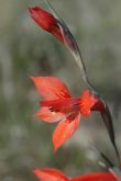 Gladiolus teretifolius
