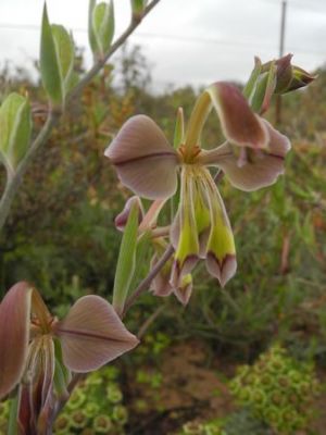 Gladiolus orchidriflorus
