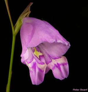 Gladiolus rogersii
