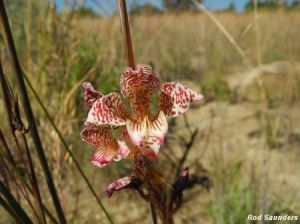 Gladiolus rufomarginatus