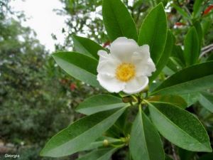 Gordonia lasianthus*
