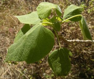 Gyrocarpus americanus