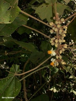 Hampea platanifolia