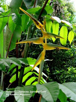 Heliconia chartacea 'Surinam Gold'
