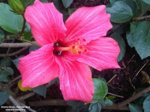 Hibiscus fragilis