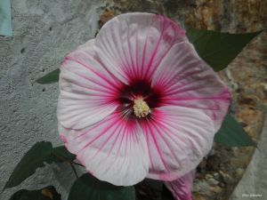 Hibiscus moscheutos (Kundenzüchtung)